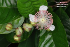 Tetracera indica