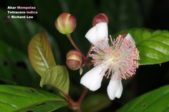 Tetracera indica