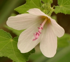Pavonia columella