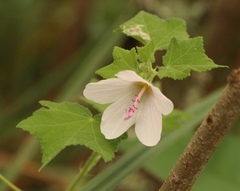 Pavonia columella
