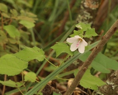 Pavonia columella