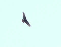Buteo buteo