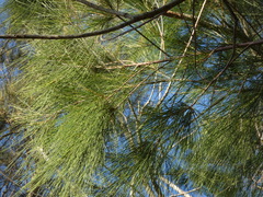 Allocasuarina torulosa