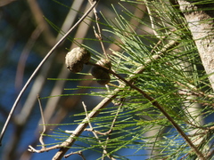Allocasuarina torulosa