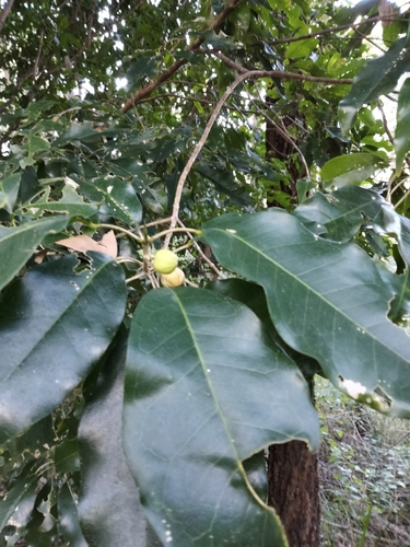 Image of Sarcomelicope simplicifolia by (c) Jo, some rights reserved (CC BY-SA)