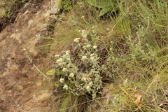 Helichrysum sutherlandii