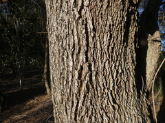 Allocasuarina torulosa