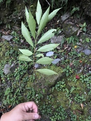 Eurya gnaphalocarpa