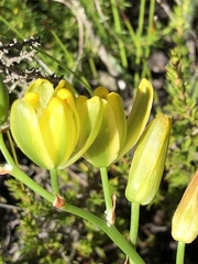 Albuca aurea