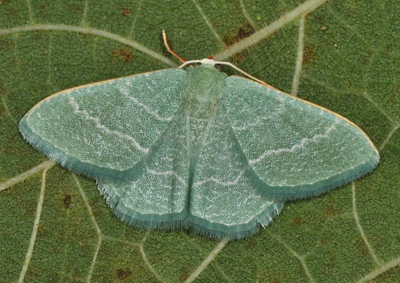 Phaiogramma etruscaria