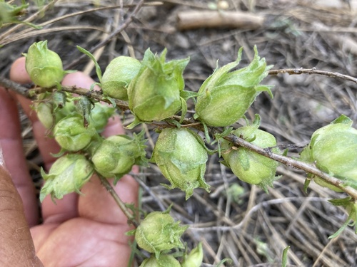 iNaturalist observation photo of Gall Wasps and Allies