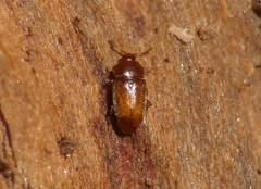 Corylophidae