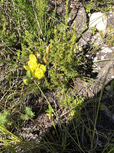 Albuca aurea