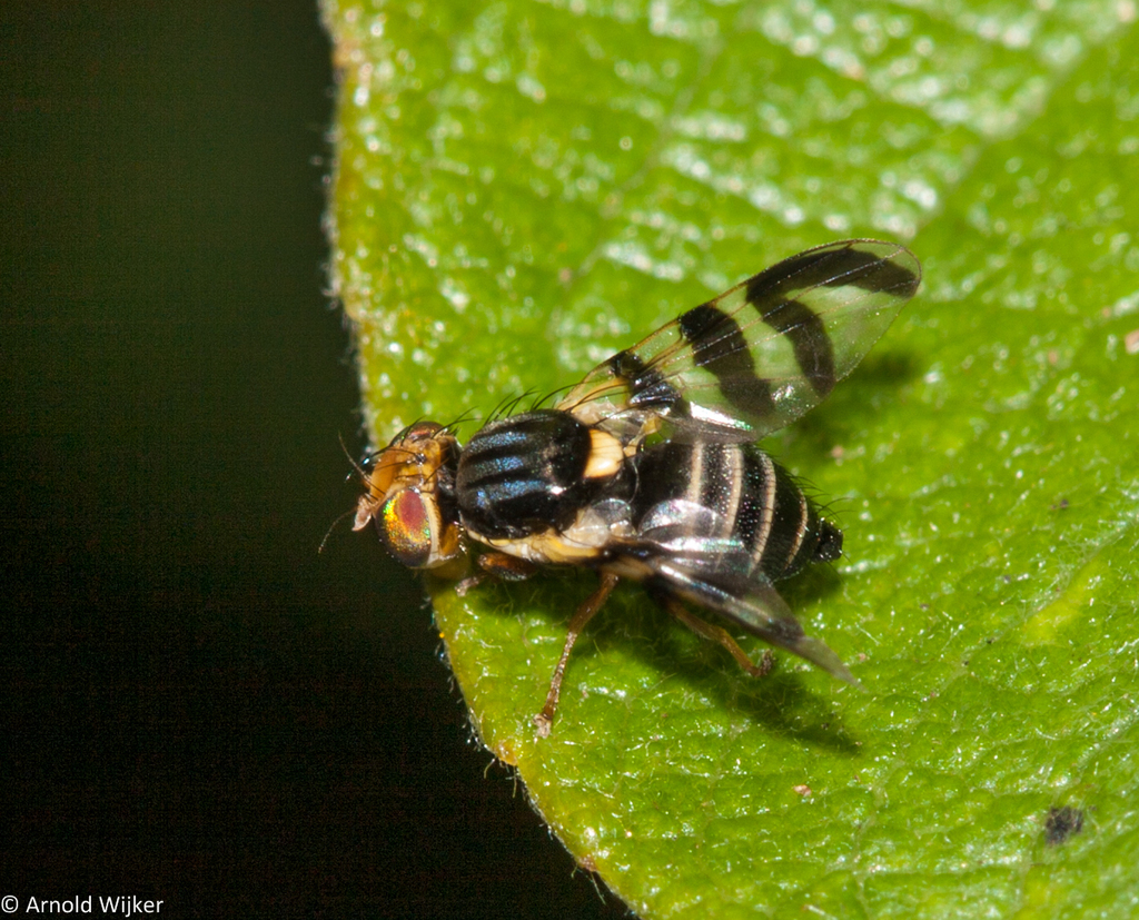 Rhagoletis