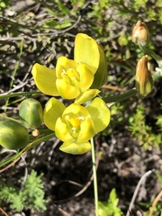Albuca aurea