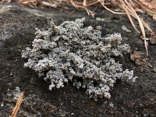 Stereocaulon saxatile H.Magn.