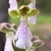 Orchis spitzelii - Photo 由 Victor Mol 所上傳的 (c) Victor Mol，保留部份權利CC BY-NC