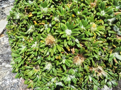 Image of Oldenburgia paradoxa by (c) linkie, some rights reserved (CC BY)