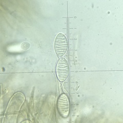 Plectania rhytidia