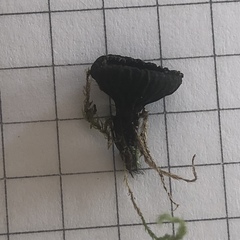 Plectania rhytidia