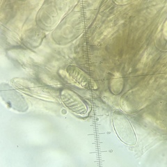 Plectania rhytidia