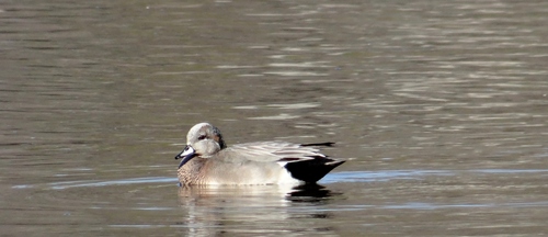 American Wigeon × Gadwall (Hybrid Mareca americana × strepera ...