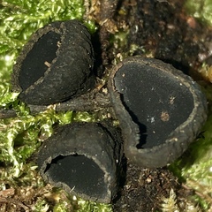 Plectania rhytidia