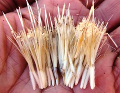 Oldenburgia paradoxa