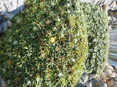 Oldenburgia paradoxa