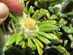 Oldenburgia paradoxa