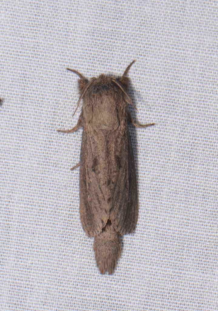 Phragmataecia gummata