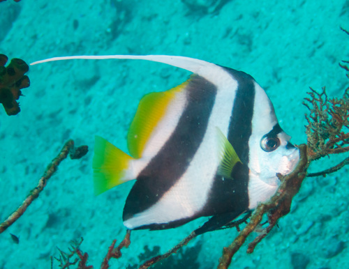 Longfin Bannerfish (Heniochus acuminatus)
