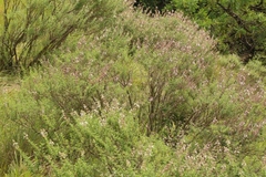 Syncolostemon cinereus