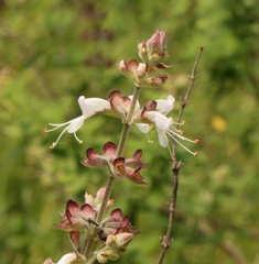 Syncolostemon cinereus