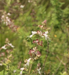 Syncolostemon cinereus