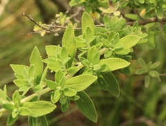 Syncolostemon cinereus