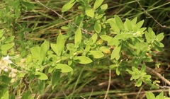 Syncolostemon cinereus