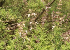 Syncolostemon cinereus