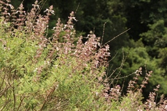 Syncolostemon cinereus