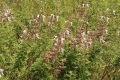 Syncolostemon cinereus
