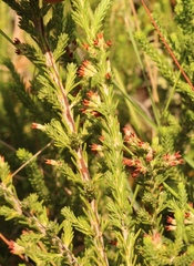 Erica caffrorum