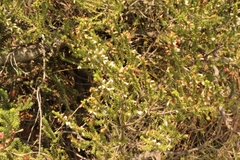 Erica caffrorum