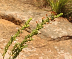 Erica caffrorum