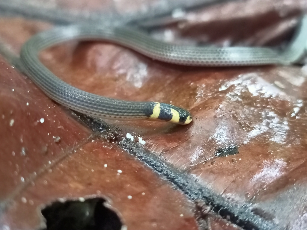 Forest Snakes