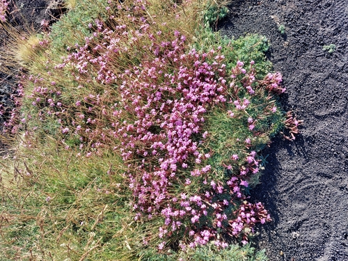 Image of Saponaria sicula by (c) Leonardo Rapisarda, some rights reserved (CC BY)
