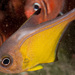 擬金眼鯛科 - Photo 由 Erik Schlogl 所上傳的 (c) Erik Schlogl，保留部份權利CC BY-NC