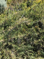 Acanthocarpus preissii