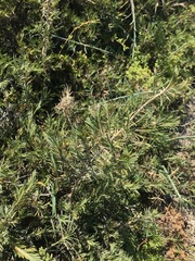 Acanthocarpus preissii