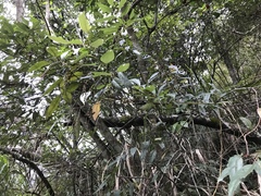 Stachyurus himalaicus