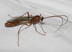 Ophion obscuratus